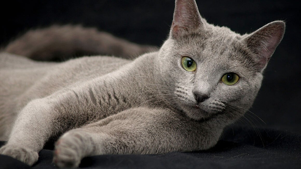 Russisch Blau Katze kaufen: Preise, seriöse Züchter und wichtige Kauf-Tipps in deiner Nähe