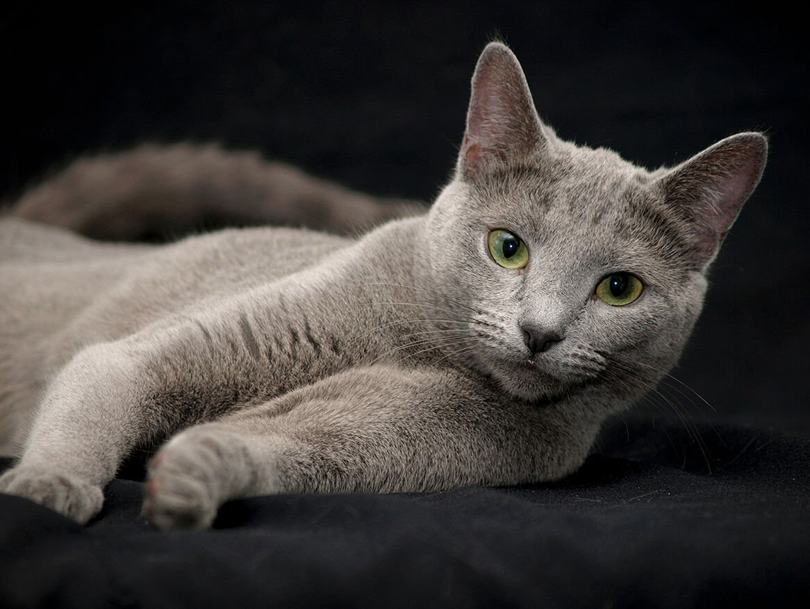 russisch blau katze kaufen