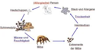 milben allergie